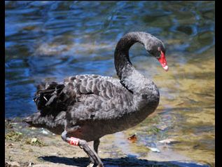 Black Swan Lake - Wildlife Queensland project - Wildlife Australia Guide