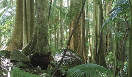 Wollumbin (Mt Warning) can be approached along the Summit Track which features lush rainforest in parts.