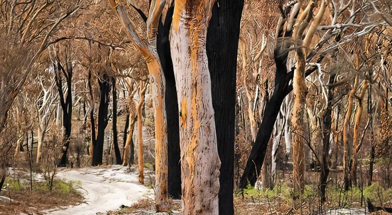 K'gari Fraser Island bushland is in recovery from the major fires of 2020-21. Image: FINIA.