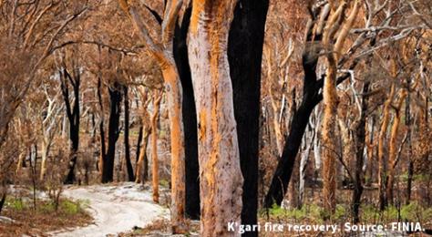 K'gari Fraser Island Bushfire Recovery - Wildlife Australia Guide