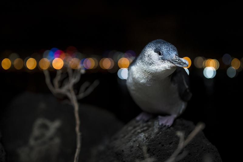 NIGHT LIFE – For this image I chose continuous lighting through a diffuser, thereby minimising any ‘startling’ impacts of flash, softening the light, and allowing the penguin’s eyes to gently adjust to the additional light. Image: © Doug Gimesy.