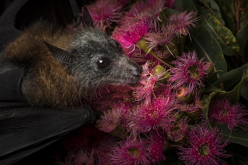 NECTAR OF LIFE - Whilst in care and taken under the supervision of an expert bat carers, I probably wouldn’t take this image this way again, because this species has great night vision, it was taken at night, and used flash. Image: © Doug Gimesy.