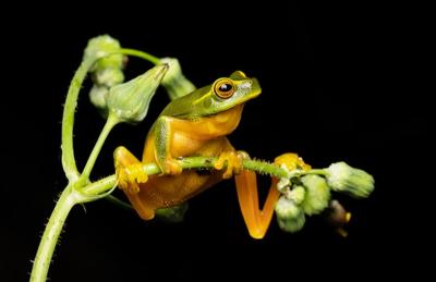 Wildlife Queensland Froggy February Photo Competition Winner 2023 - Wildlife Australia Guide