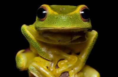 Wildlife Queensland Froggy February Photo Competition Runner-up 2023 - Wildlife Australia Guide