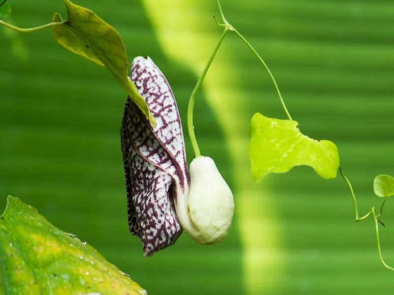 The introduced Dutchman's pipe vine that must be cleared in the Redlands area. 