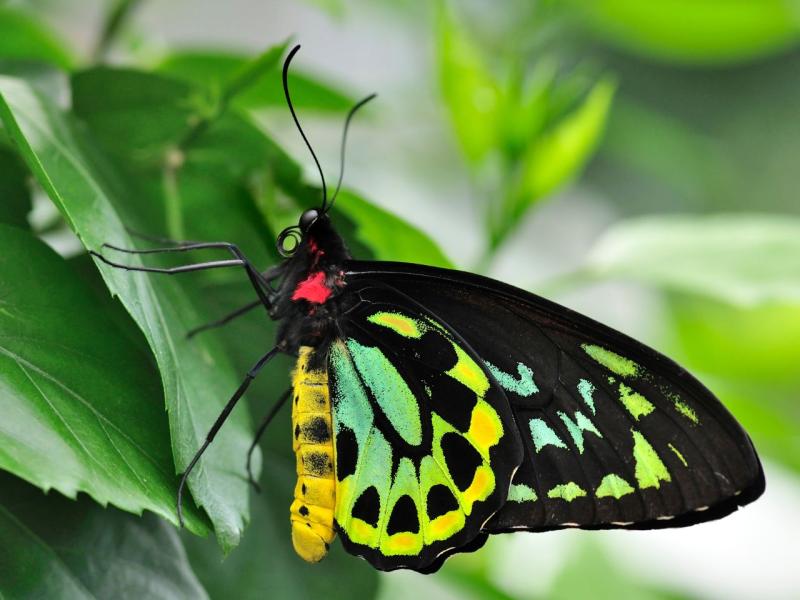 The magnificent Richmond birdwing butterfly is gently making a comeback. Image: Canva NFP.