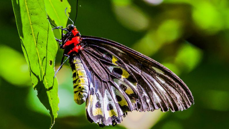 Richmond birdwing butterfly in the Mount Cotton area. Image: WPSQ.