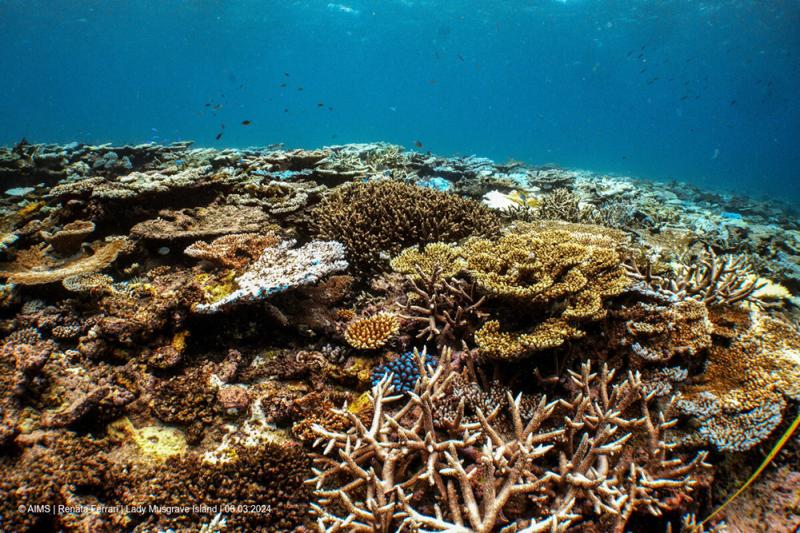 Coral Bleaching | South GBR | March 2024