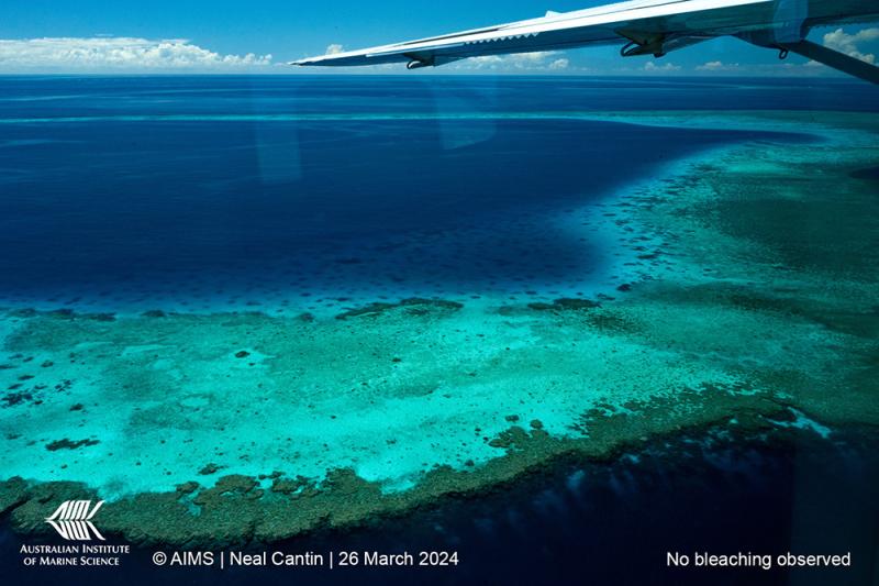 Wood Reef, Northern Great Barrier Reef. Image: Neal Cantin, AIMS.