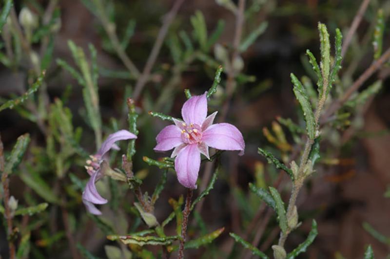 Border boronia endangered species.