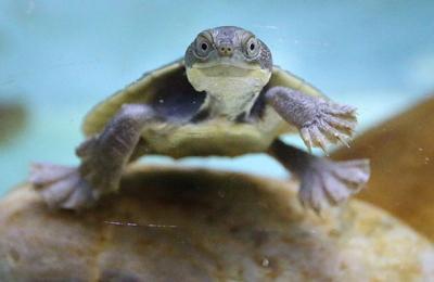 Bellinger River snapping turtles recovery - Wildlife Australia Guide