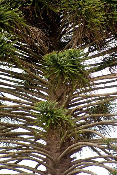 Healthy bunya pine branches.