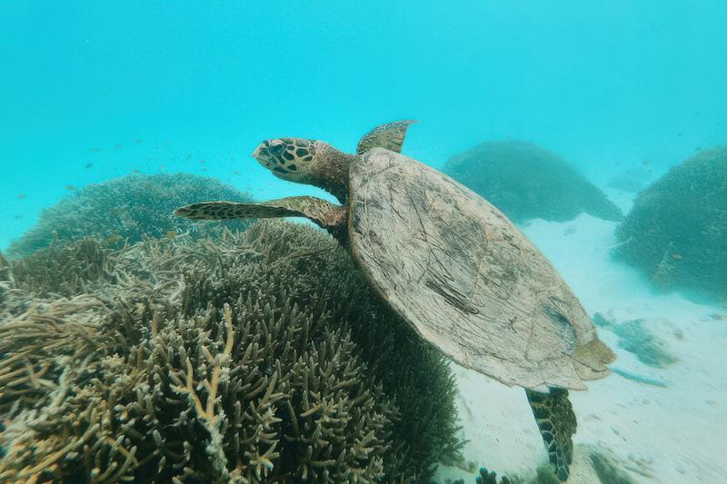 The critically endangered hawksbill turtle is often seen in the waters around Cook Island. (Supplied: Banahm Slabb)