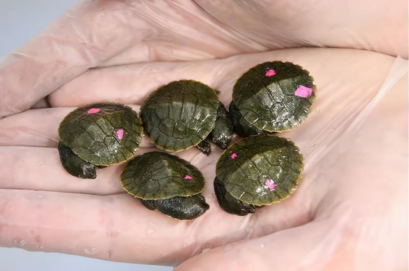 Tiny Bellinger River snapping turtle hatchlings. Photo: Supplied, Paul Fahy.