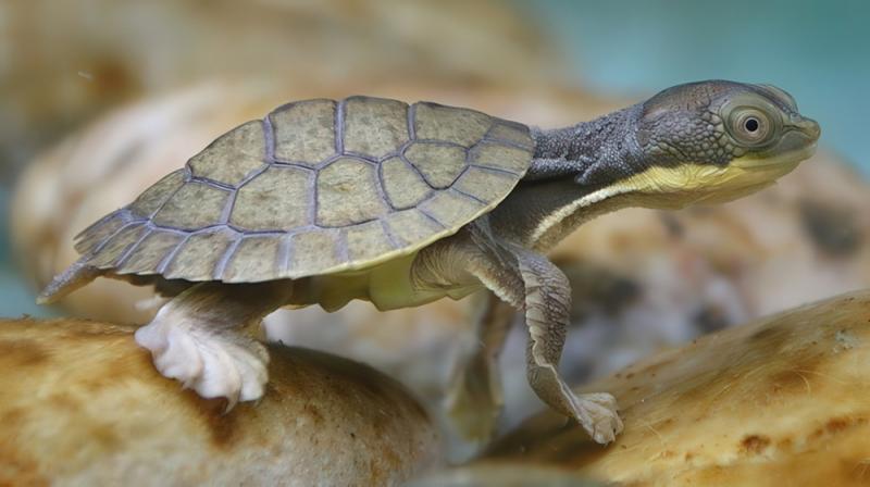 Zoo-bred snapping turtle are released into the Bellinger River. (Image supplied: Paul Fahy, Taronga Zoo).