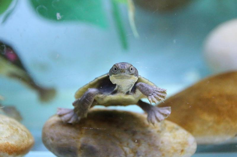 A young zoo-bred Bellinger River snapping turtle, ready for release into the river. Photo: Supplied, Paul Fahy.