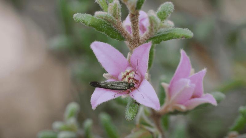 Border boronia (Boronia repanda) with a visiting tiny moth pollinator. Photo: Natura Pacific, Threatened Species Recovery Hub.